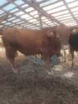 Schimb sau vand taur Angus 3 ani