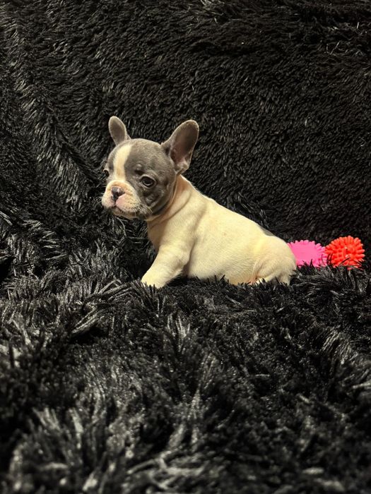 Bulldog Francez Blue Pied