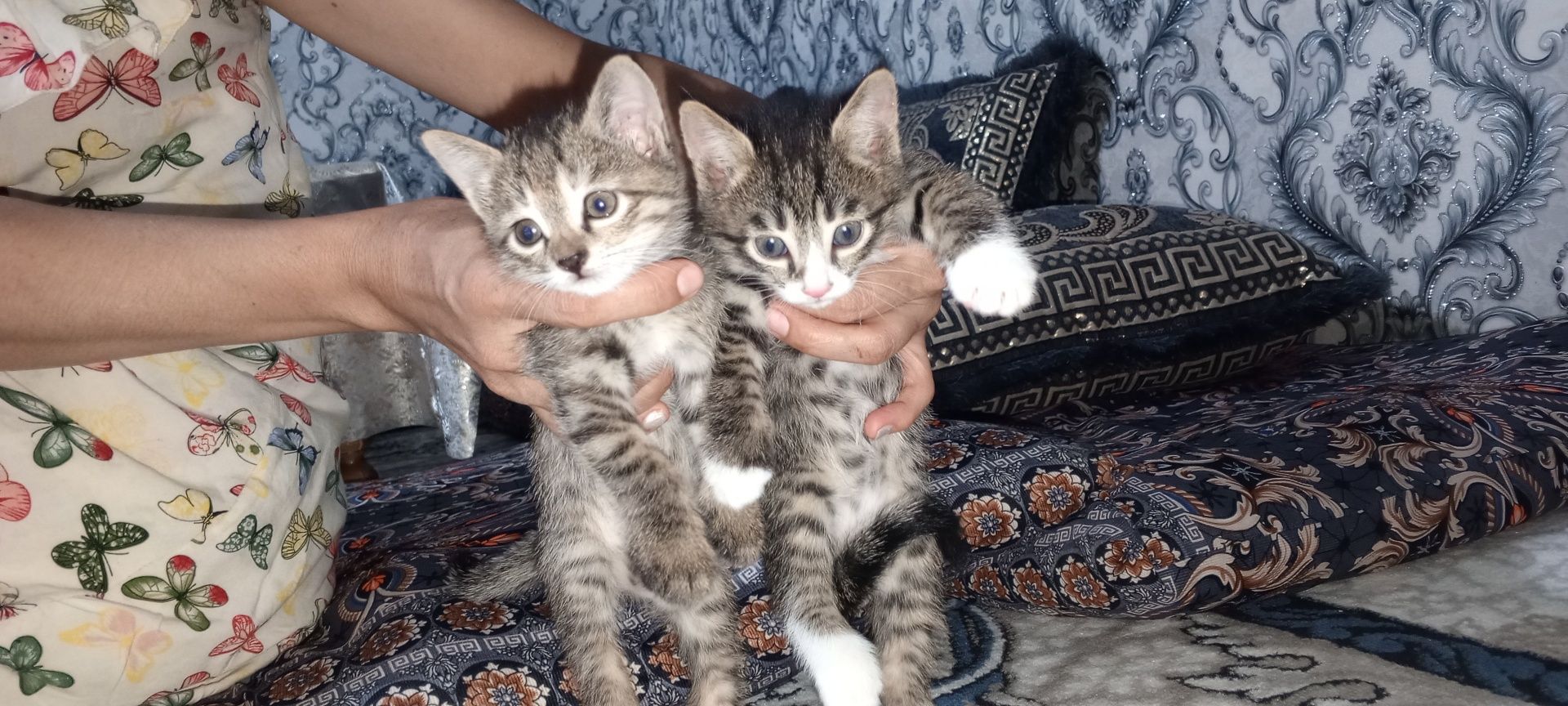 Есть котята отдадим в хороший руки