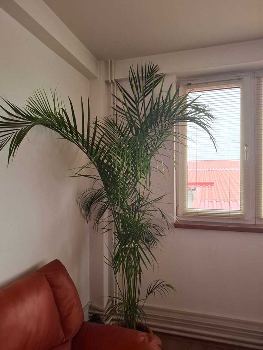 palmier areca 2,5m