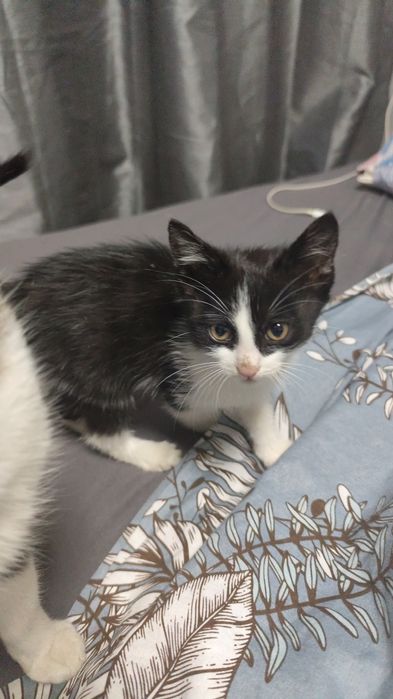 Подарявам малки котенца