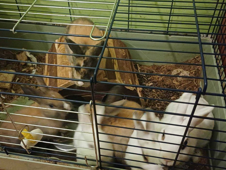 Декоративни зайчета - лъвска глава