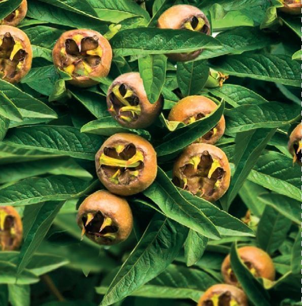 Мушмула (Mespilus germanica)