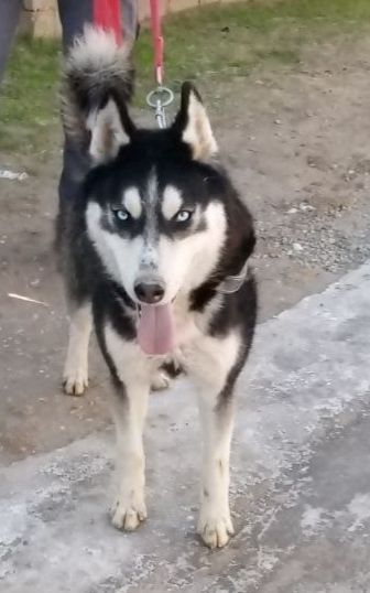 Layka oʻgʻil va qiz