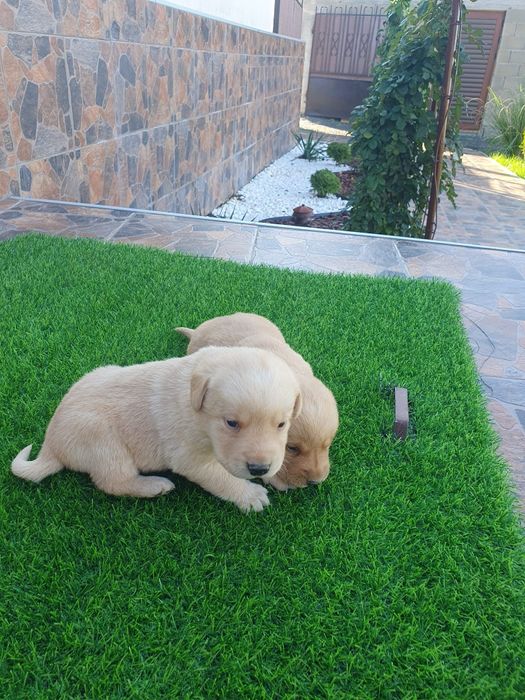 Чистокръвни Лабрадорчета