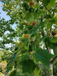 Arborele De Lalea Liriondendron Tulipfera