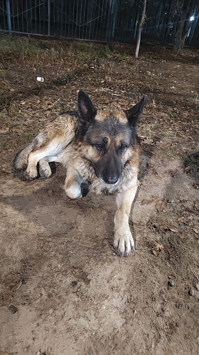 Найдена собака овчарка
