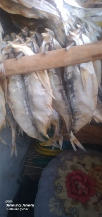 Сухая чехня осенний посол, жирная