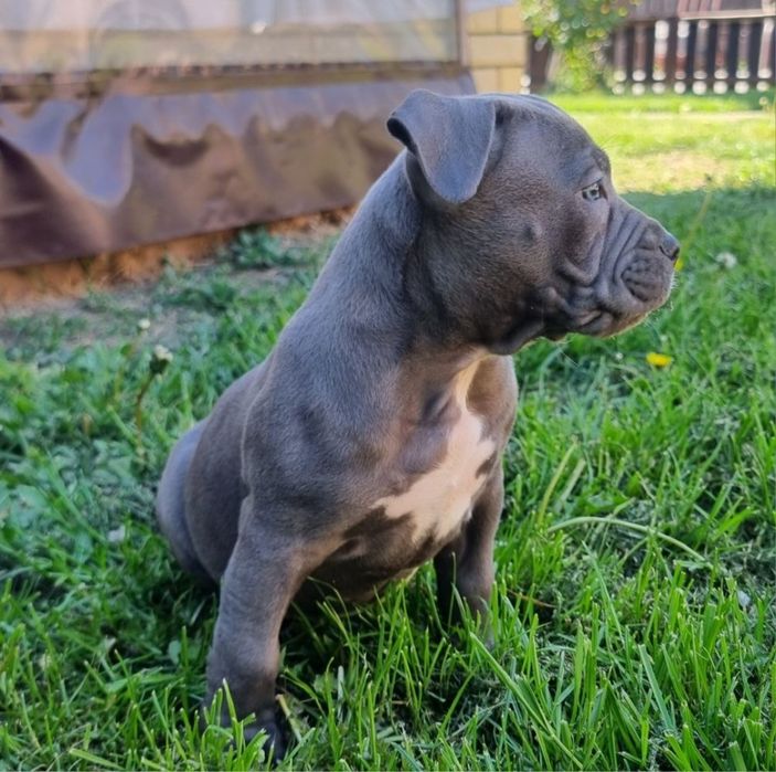 Amstaff blue cu pedigree FCi