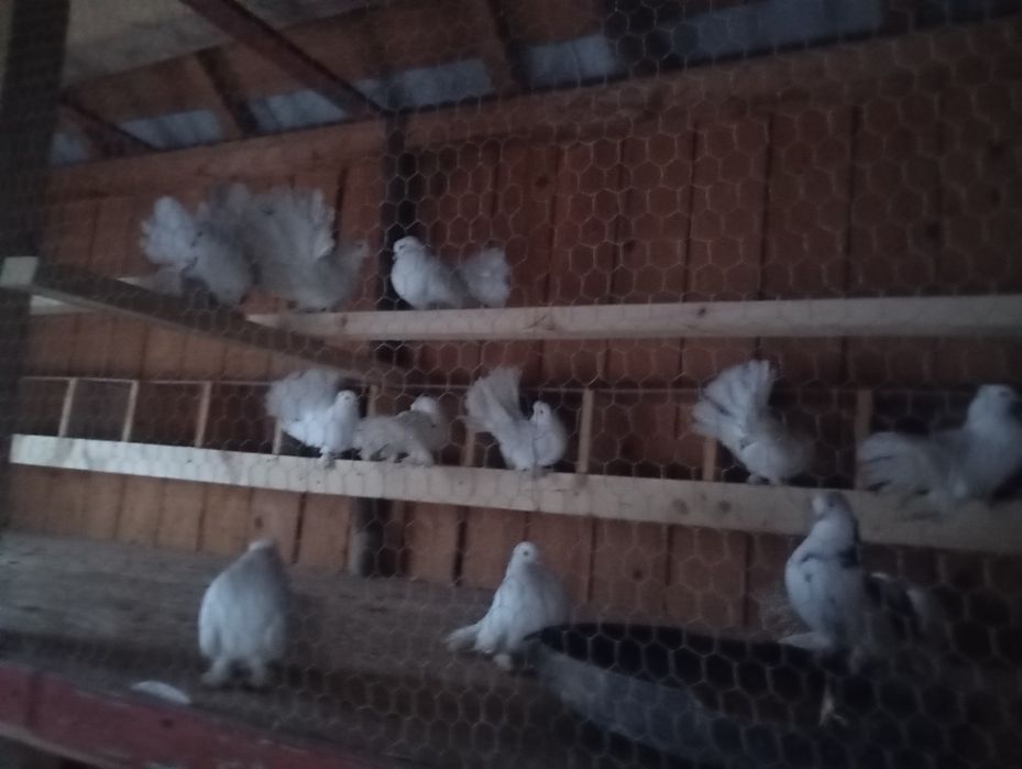 Vând porumbeii rotați originali