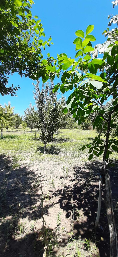 Продава се Къща в с. Съединение, Област Търговище - 42 кв.м за 304 €/кв.м - Снимка #8