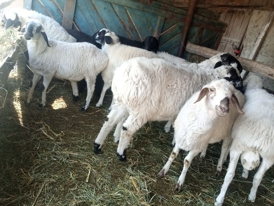 Qochqorla sotiladi soglom