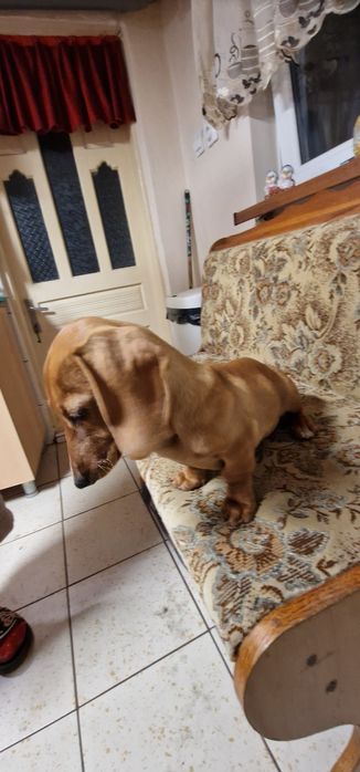 Teckel (fetiță ) păr scurt ,talie mică