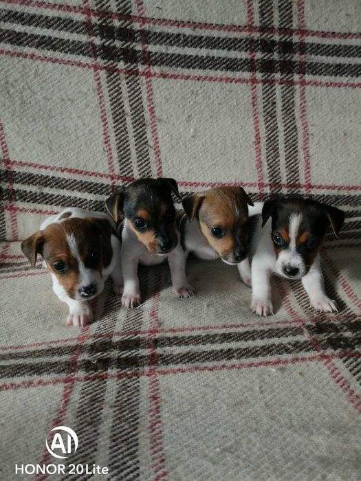 Продавам малки джак ръсел териери