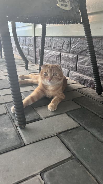 Вязка кот скотиш-фолд 5000