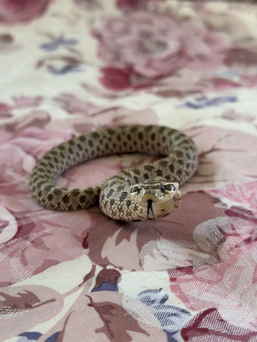 Hognose snake + tarariu + ascunzișuri  :)