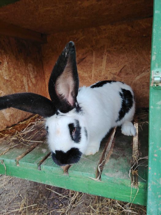 Vînd iepuri femele și fluturași pereche