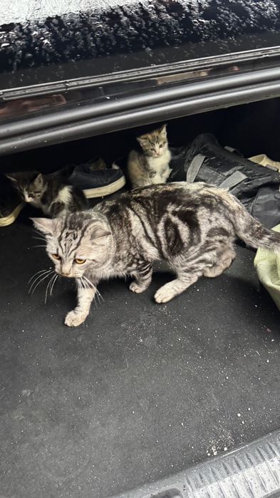 Мысыктар тегын срочна