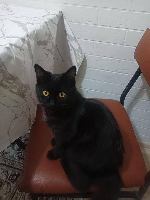 Котенок девочка отдам