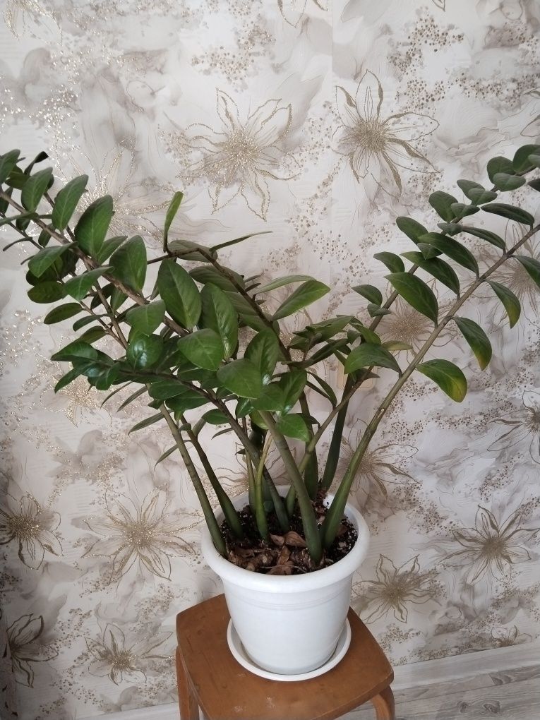 Замиакулькас.      .