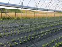 Promotie!! Agrotextil 5.15x100 m,100g/mp -  1210 lei de la 1420