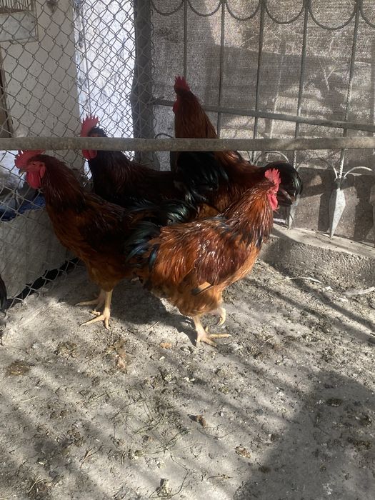 Петухи корейской породы