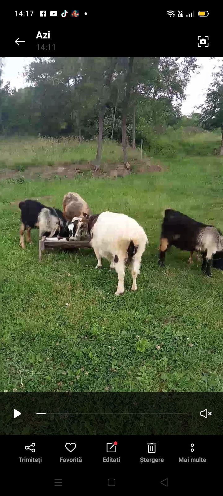Vând doi țapi încă sunt iezi