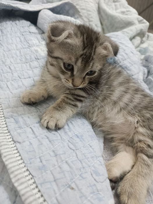Продается котенок Манчкин