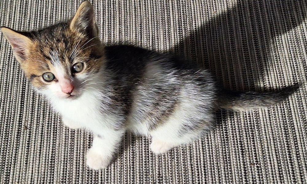 Donez trei pisicuțe