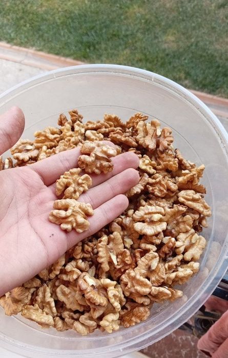 Грецкий орех бабочки