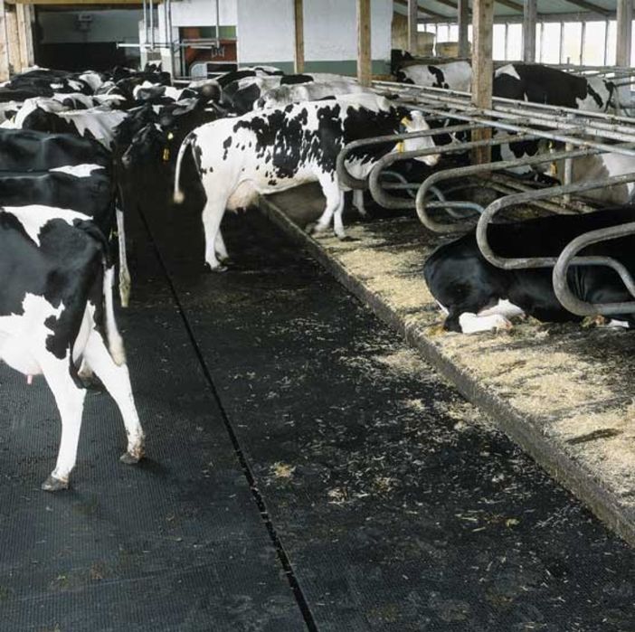 Vand banda de cauciuc covor pres