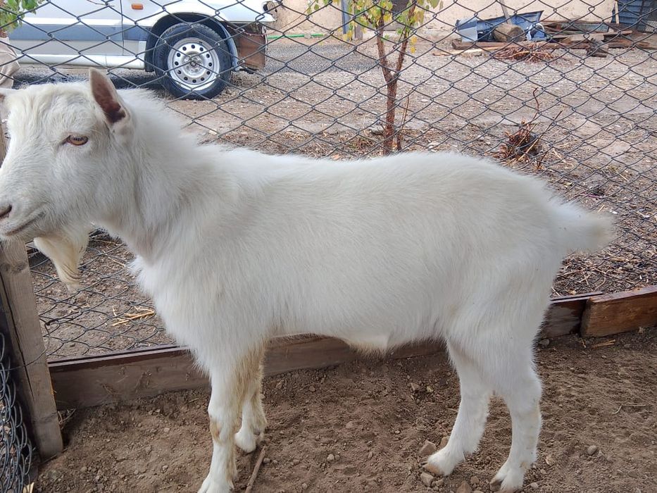 Продам заненского козла