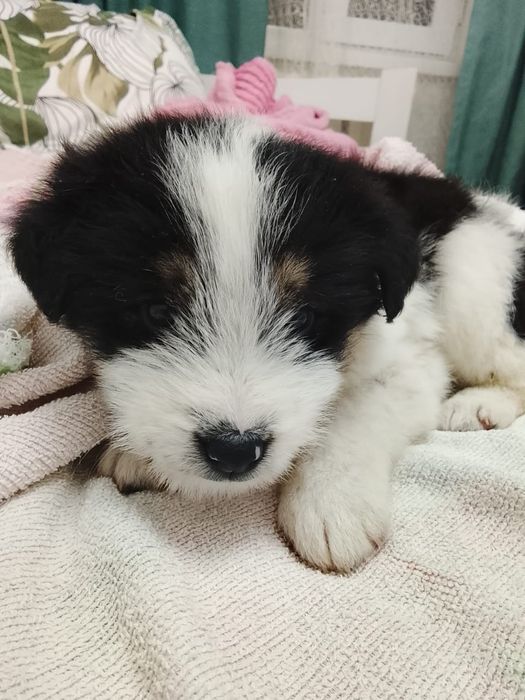 Щенятки Дворянины малышня