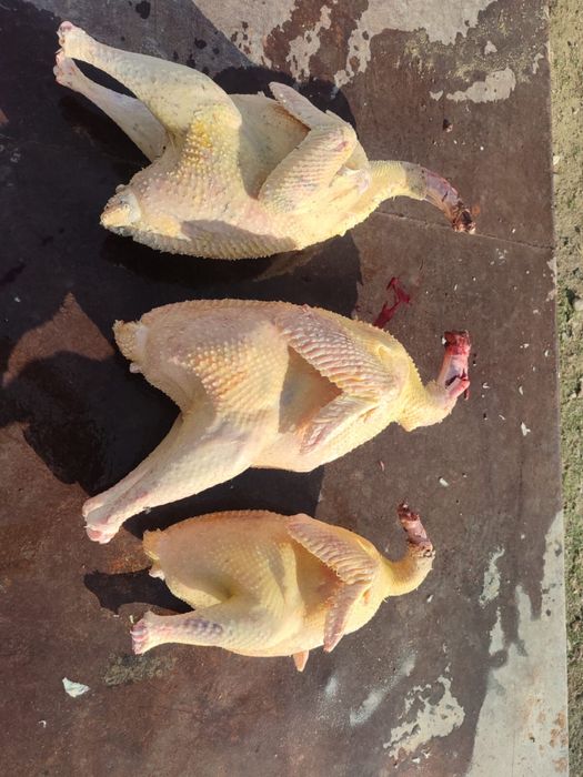 Мясо Индюка домащние без антибиотиков