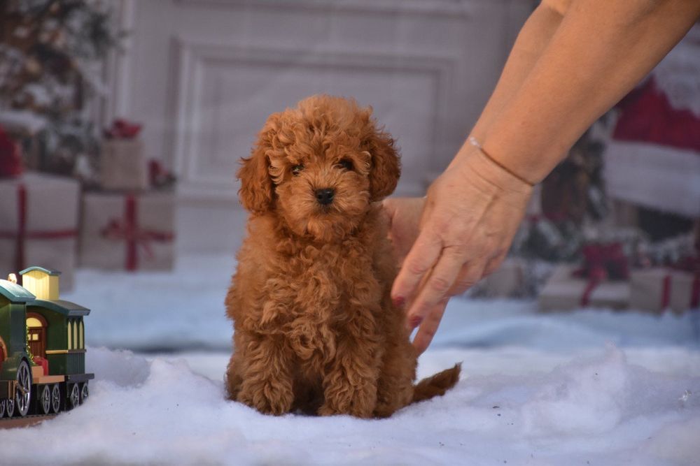 Той пудел (Toy poodle)