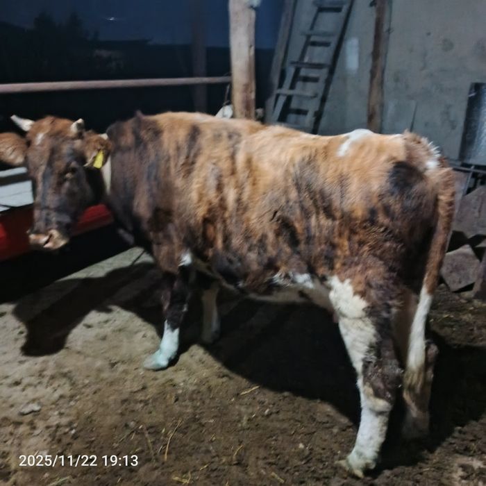 4 oylik bugʻoz sotiladi