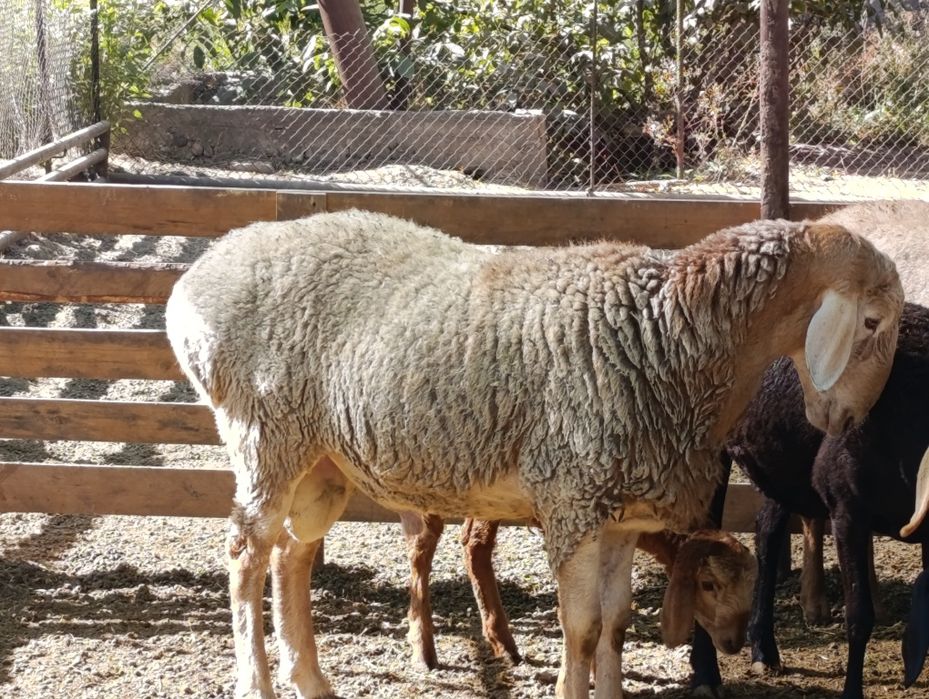 Arashan qoʼy sotiladi