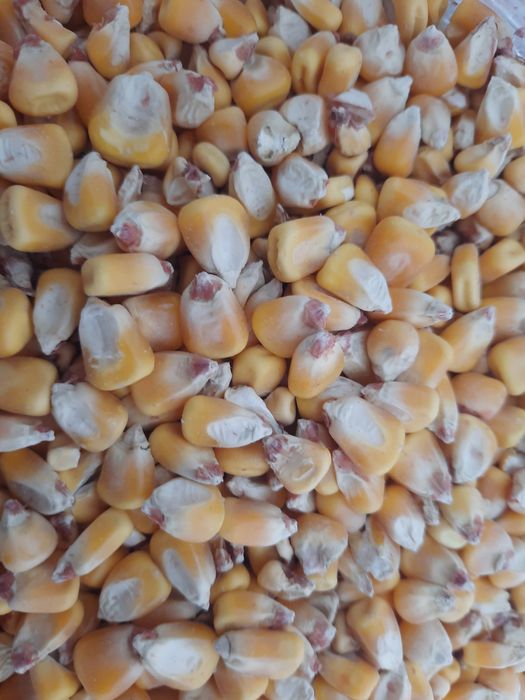 Vând porumb recolta 2025.