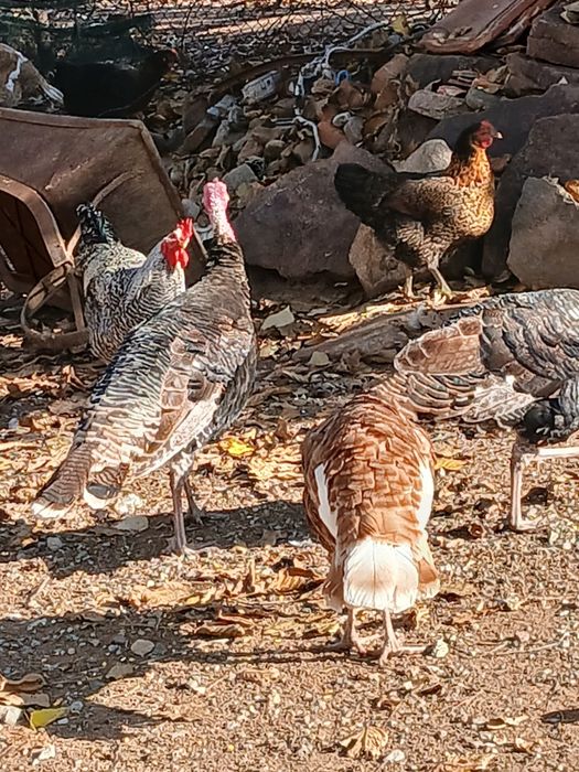 Млади домашни пуйки