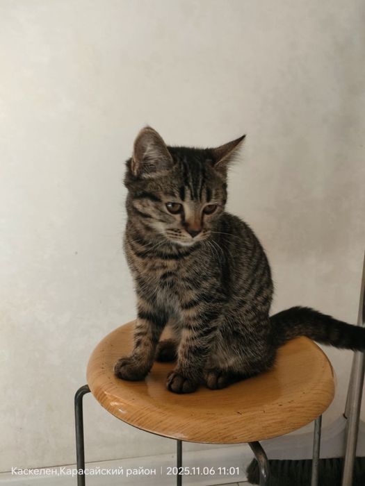 отдам кошку и котенка девочки мама и дочка