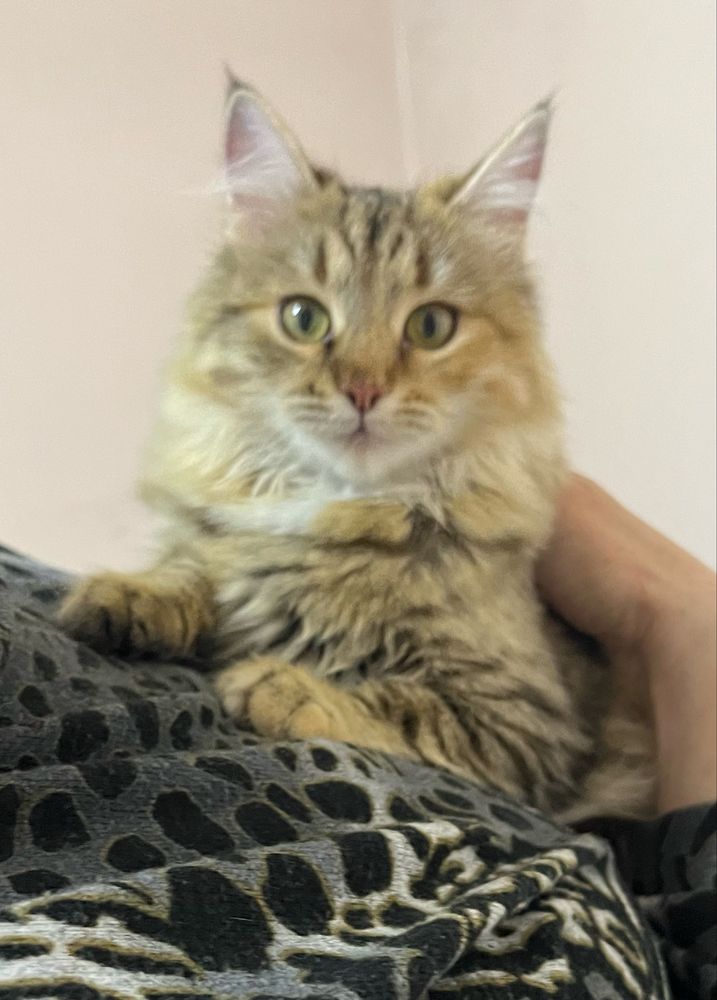 Кошечка в добрые руки