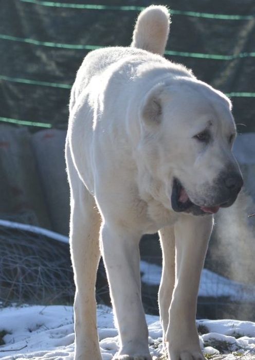 1Mascul de Asia Centrala