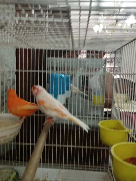 Конарейка турк кушлари сотилади бир ярим ёшдан ошган нар мозайка тел