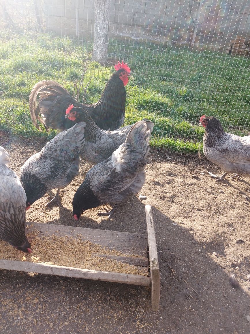 Australorp albastru-ouă pt incubat.