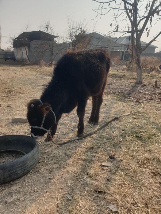 Швет букача сотилади срочна