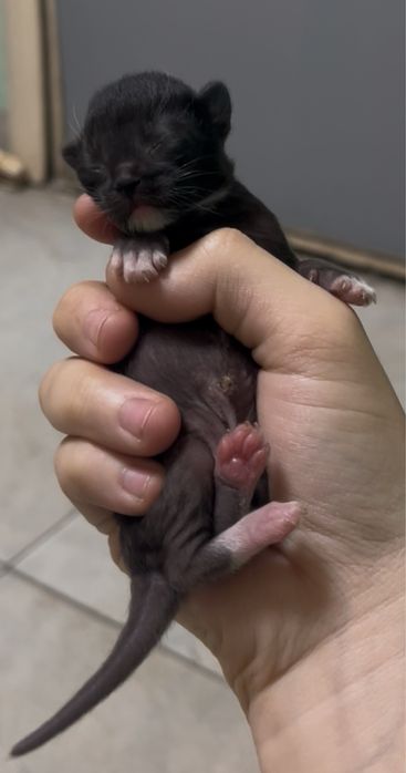 Отдам котенка в добрые руки Еще глаза не открыл