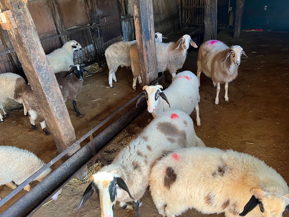 Продавам агнета(шилета)