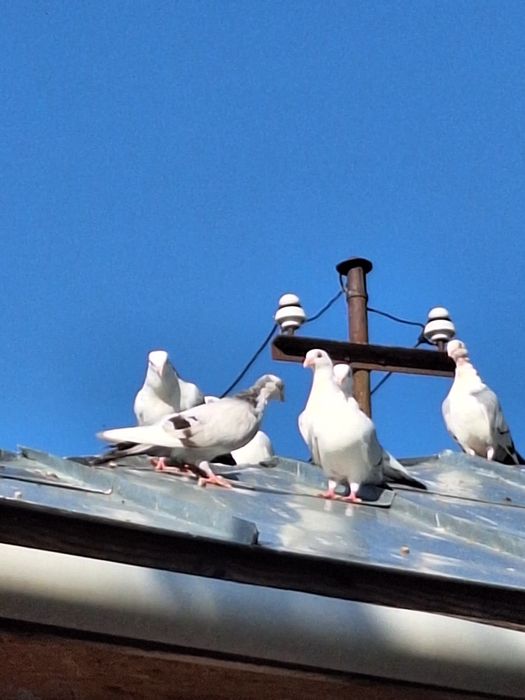 Porumbei Galateni de joc