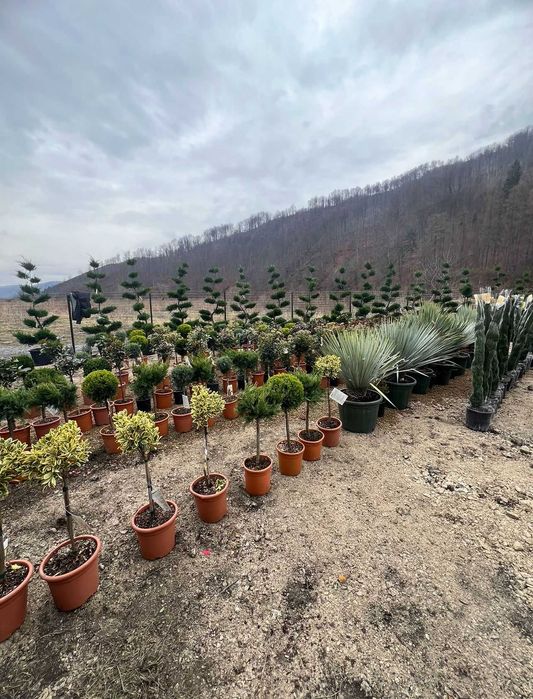 Plante ornamentale impresionante ce încântă privirea