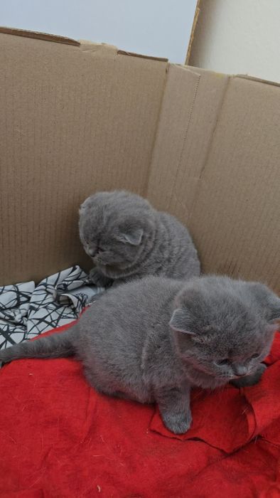 Шотландский тоза кон девичка и мальчик